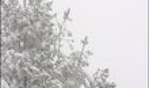 Les joies de la neige